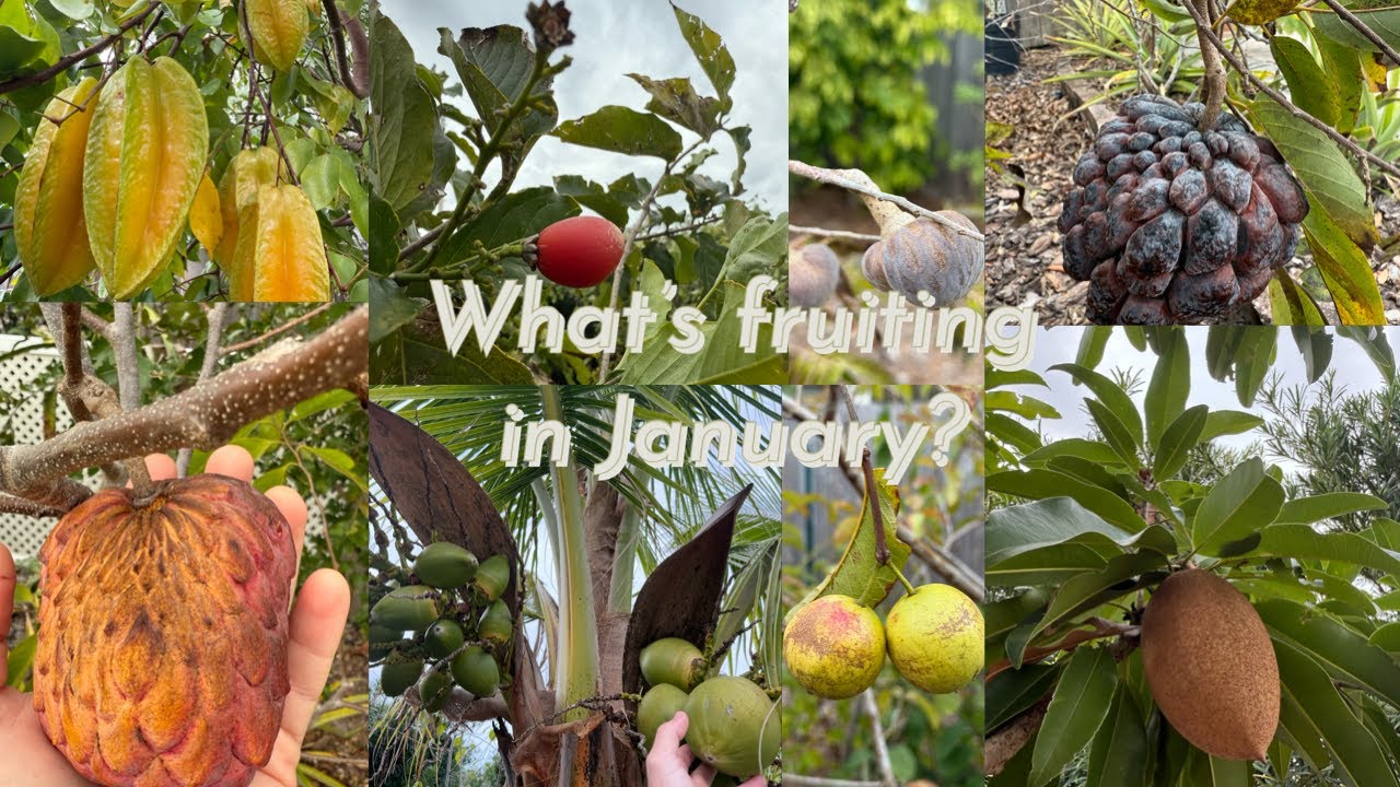 Winter update. What’s fruiting and flowering in January?