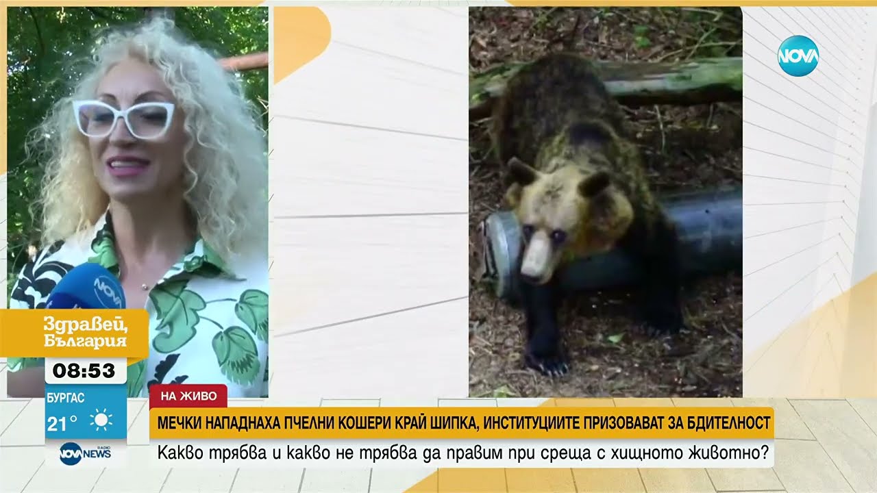 Как да действаме при среща с мечка