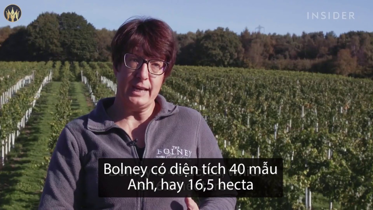 Rượu Vang được Sản Xuất Như Thế Nào? | Quy Trình Sản Xuất Rượu Vang