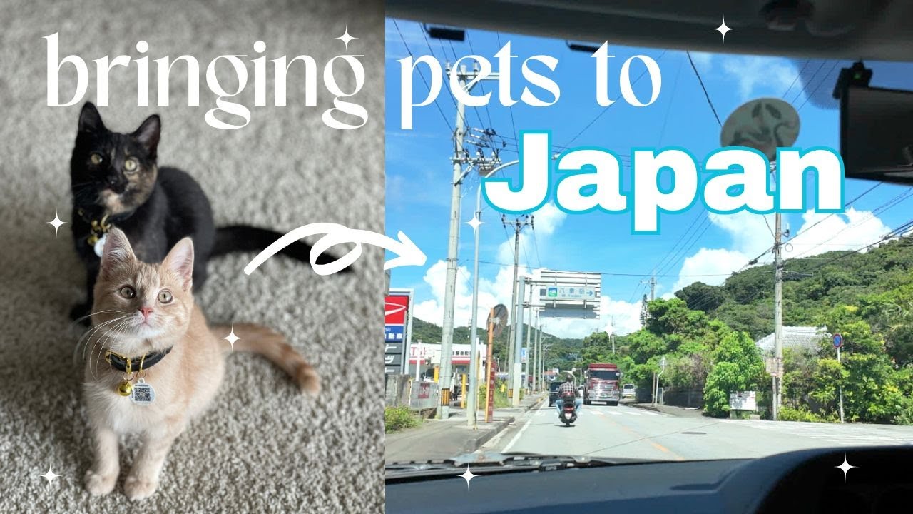 How I Moved My Cats to Japan | Step-By-Step Guide