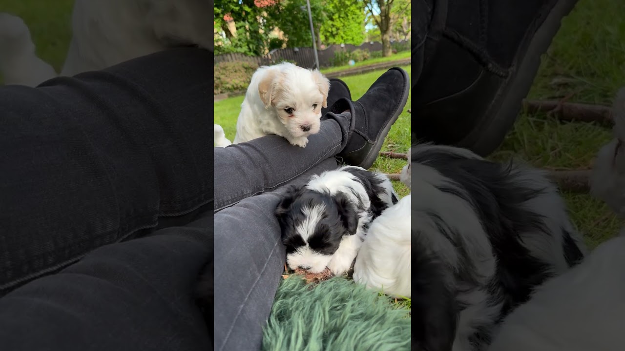 House of Lindholm | Havaton valpar | 5 veckor gamla #puppy #havaton #houseoflindholm