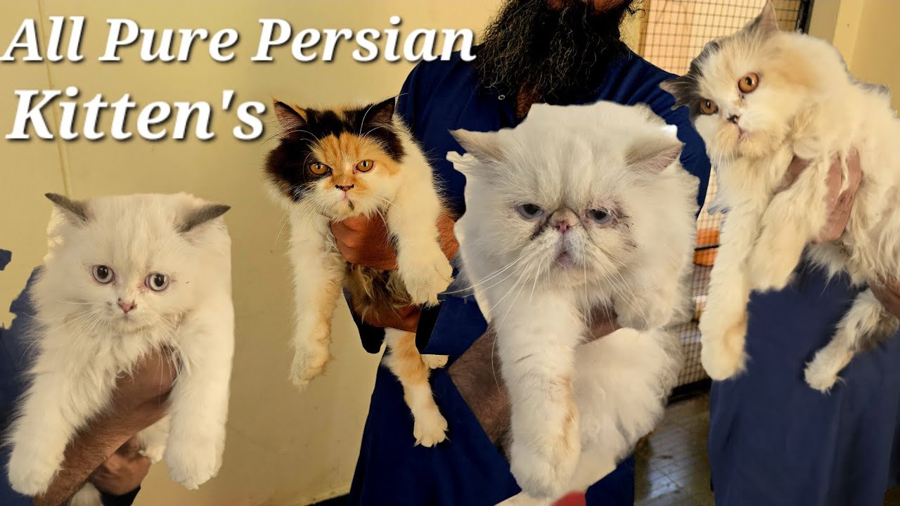 Pure Quality Persian kittens available at Imad Cattery Mehdipatnam | Punch face kittens in Hyderabad