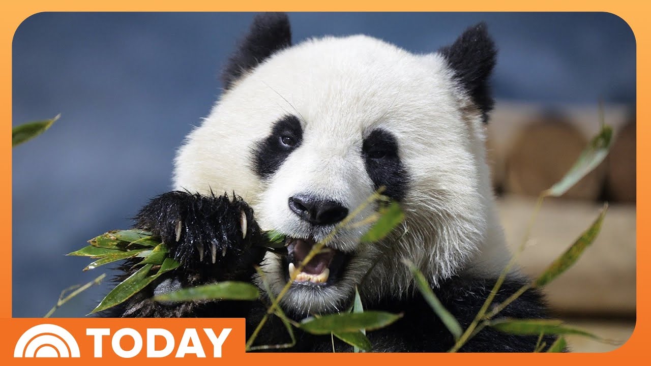 Zoo Atlanta in talks with China to bring back giant pandas