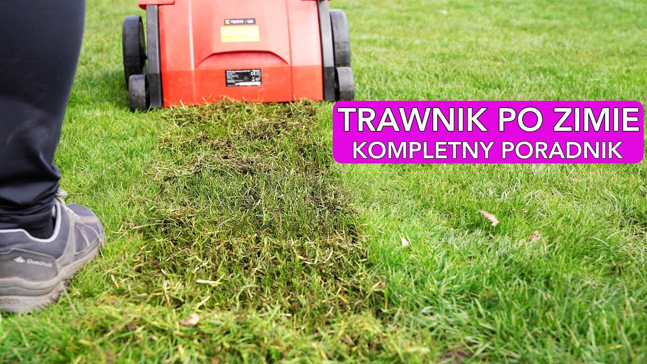 TRAWNIK PO ZIMIE. Wertykulacja i pierwsze nawożenie. Pędraki i chwasty w trawniku.