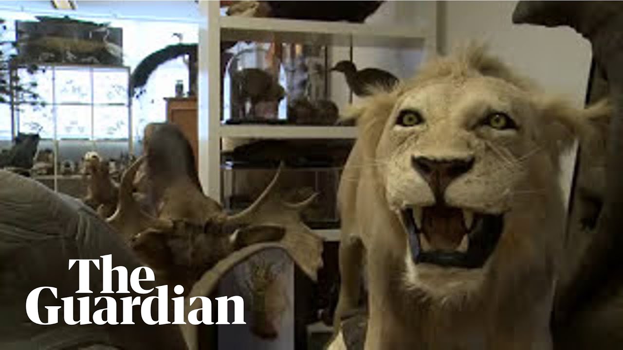 Taxidermy for beginners &ndash; a lesson in how to stuff animals