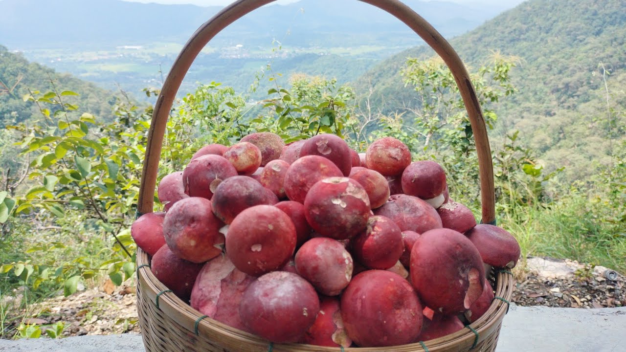 หาเห็ดก่อแดง ได้ล้นต่าหมานคือเก่าครับ 18ต.ค65 อ.แม่ออน จ.เชียงใหม่