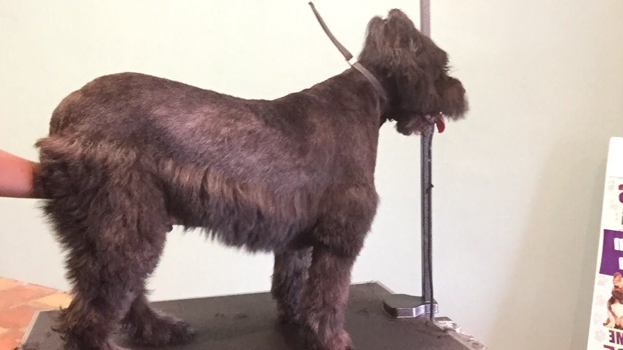 How to groom a Bouvierdes flandres:  video 2 of 3