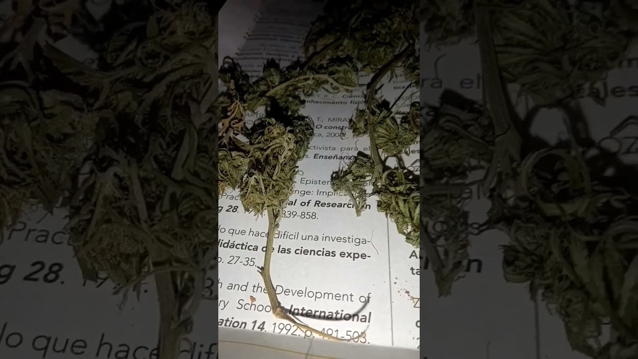 folha de livro pra secar