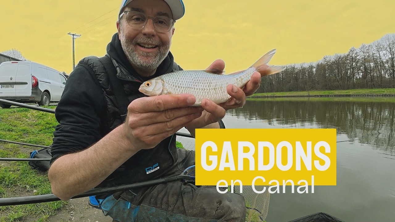 Gardons en canal à la grande canne 