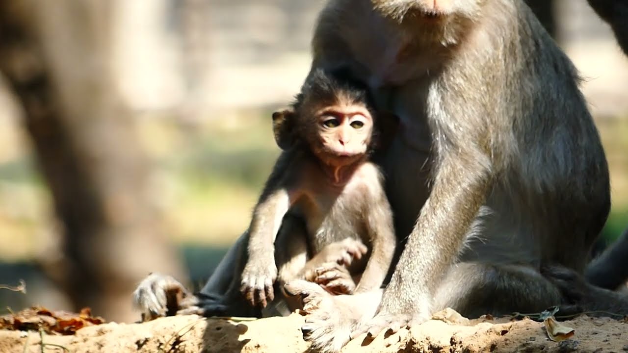 Take nursing body for Adda monkey