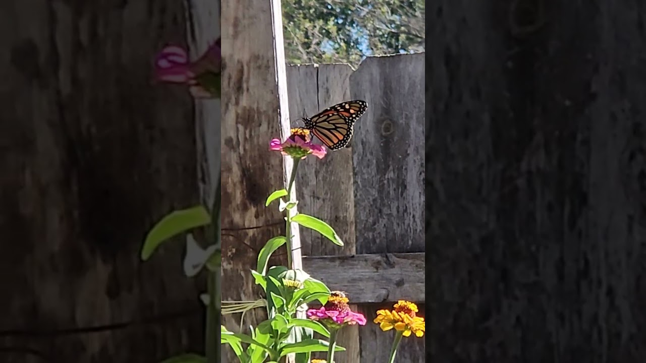 Butterflies in the Zinnias 