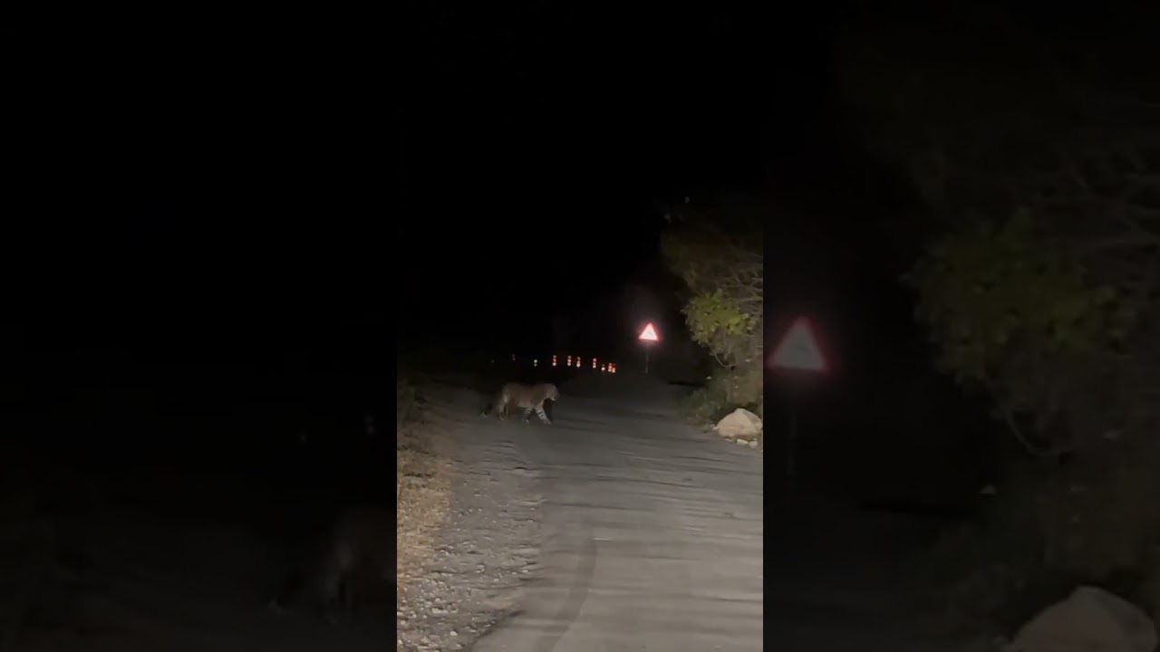 Leopard attack video in Nainital Jungle Uttrakhand #wildlife #leopard #trendingshorts #viralshorts