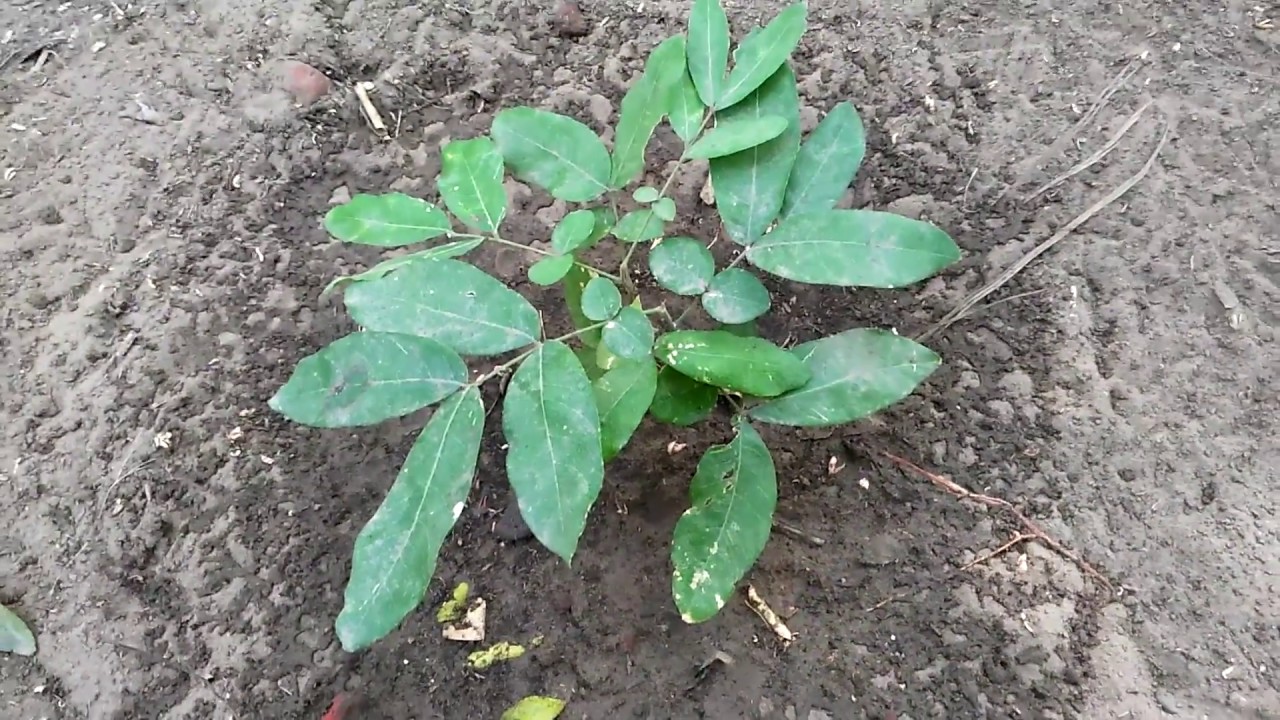 SoapNut berry/Kumkudi Kayalu/Reetha Plant
