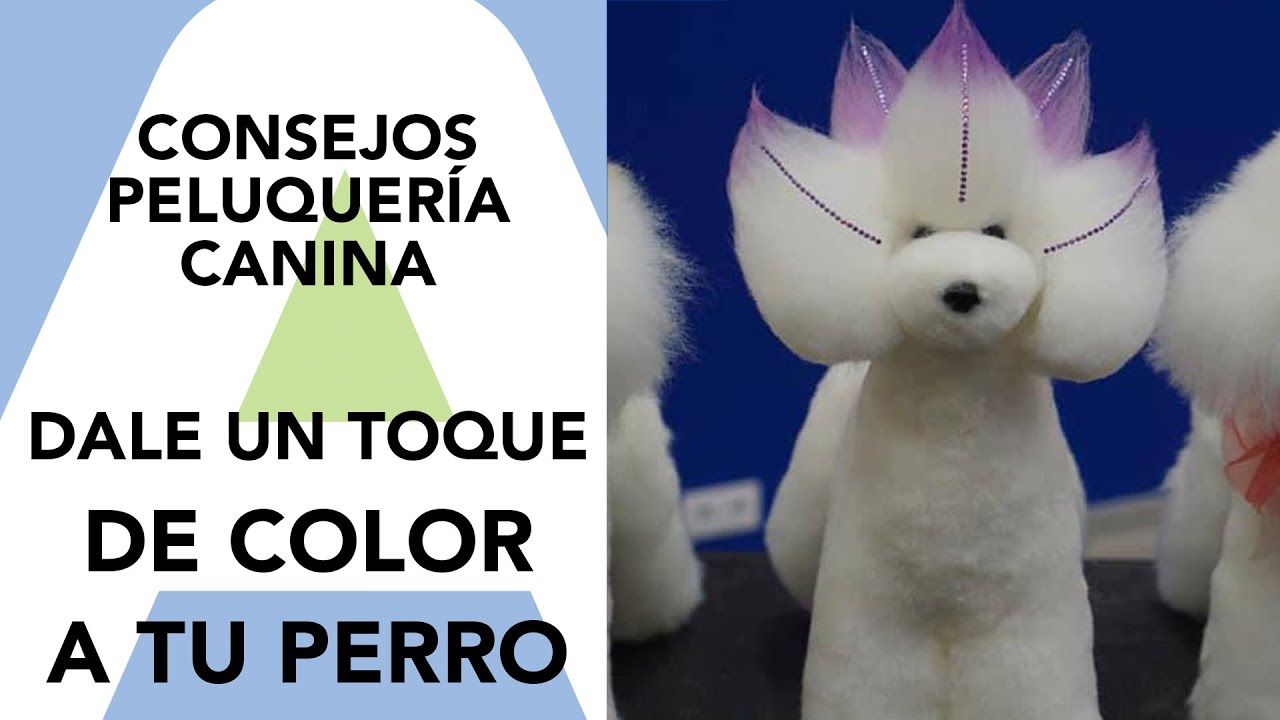 Aprende Peluquería Canina Creativa, fantasía y color