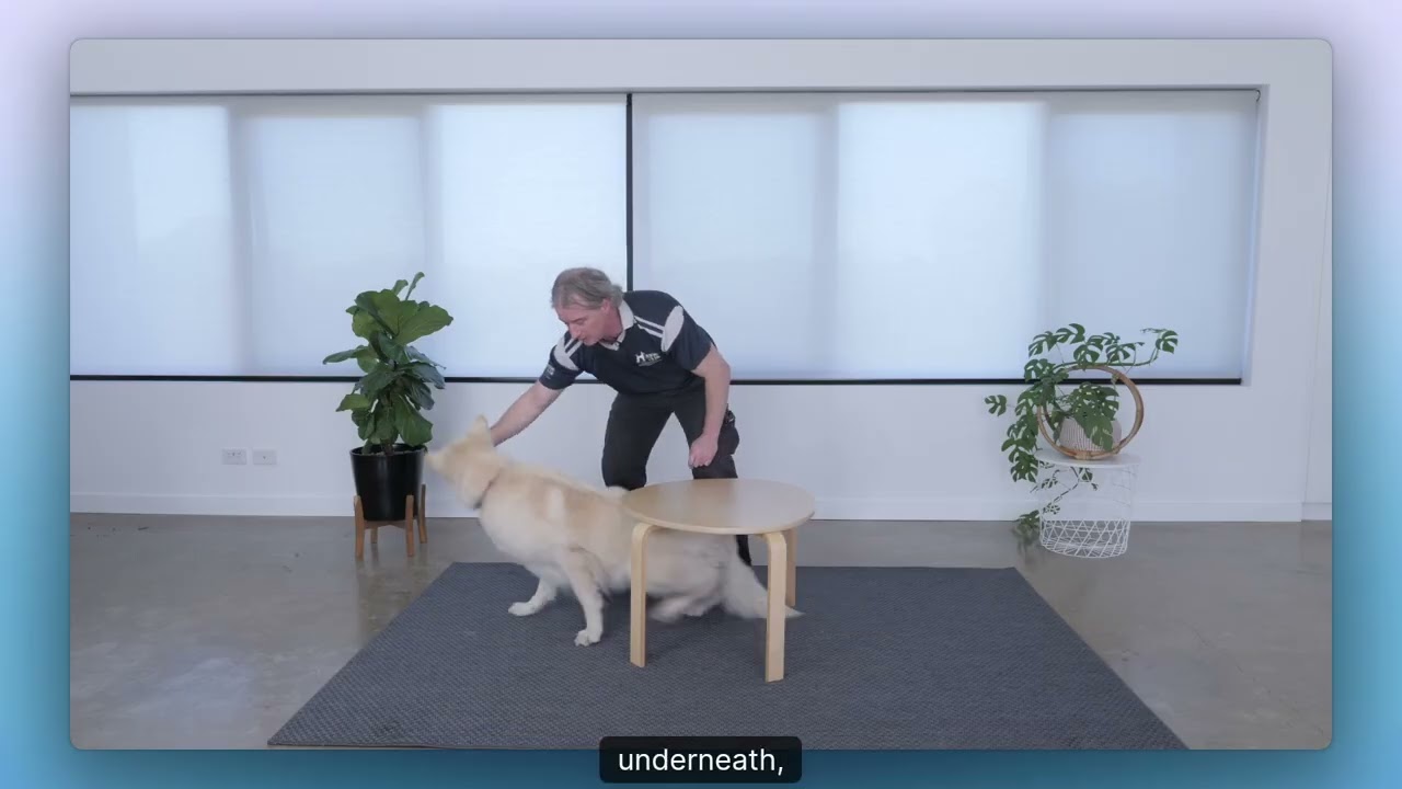 If Your Older Dog Is Struggling To Get Up On The Couch, Climb The Stairs Or Get In The Car, Do This