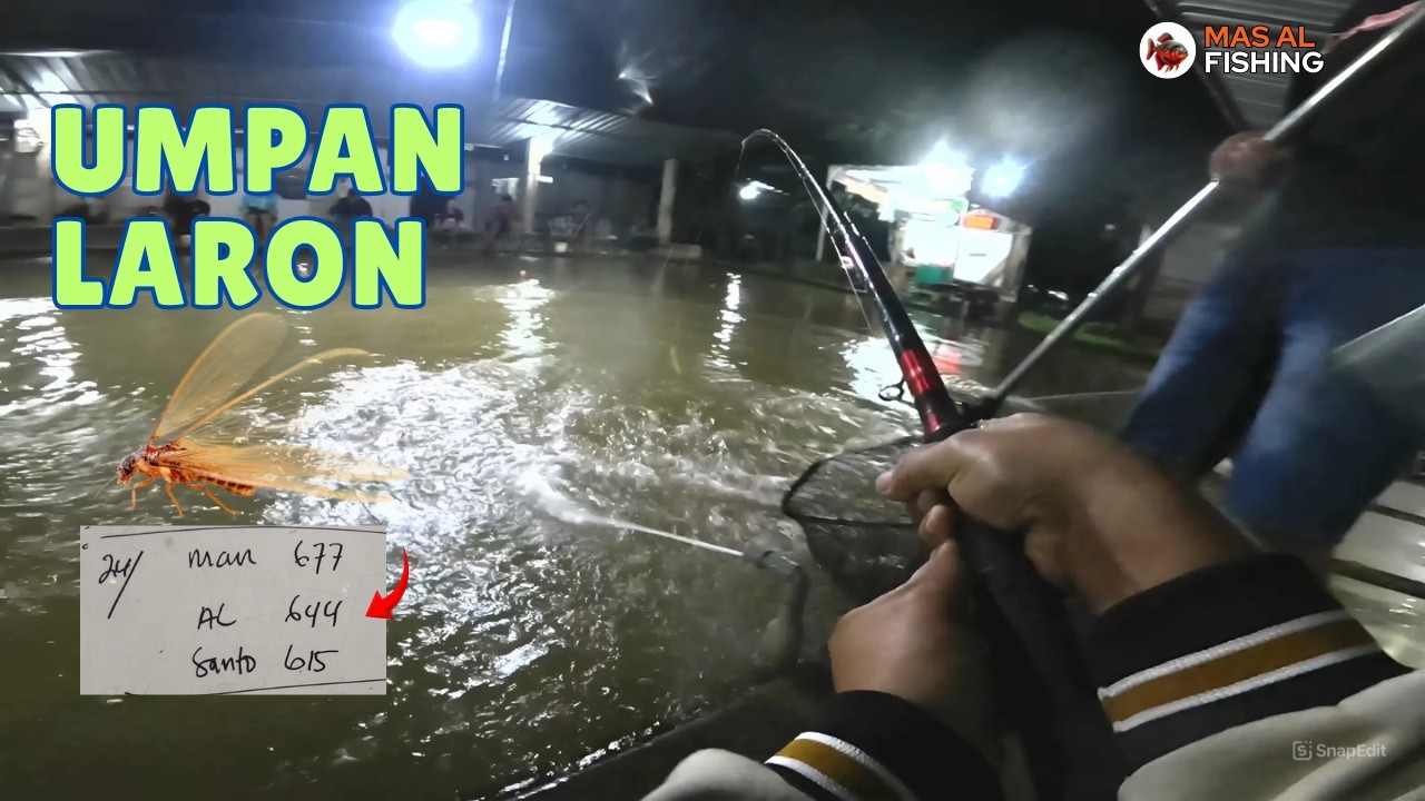 Umpan Laron, Paling Ampuh buat Mancing Ikan Bawal