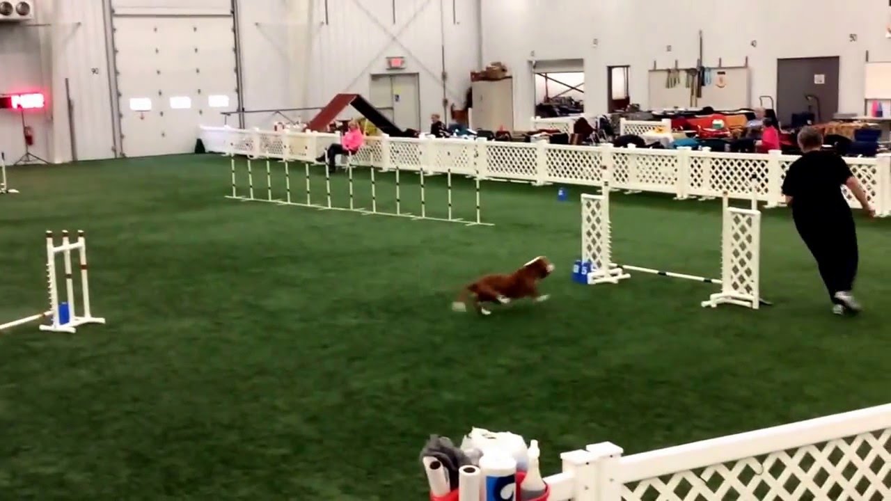 Basset Hound Agility. Redford's latest run.  April 2016. Judge Mark Rudd