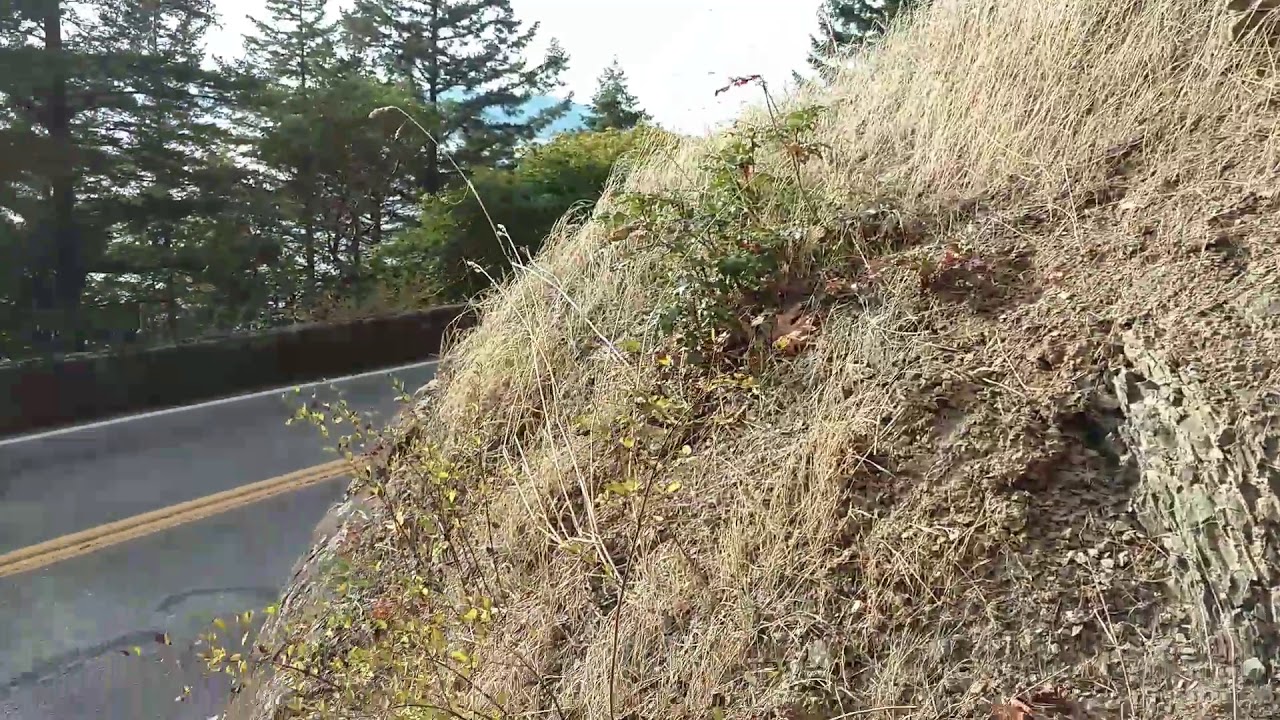 Chuckanut Drive Eocene Fossil Flora