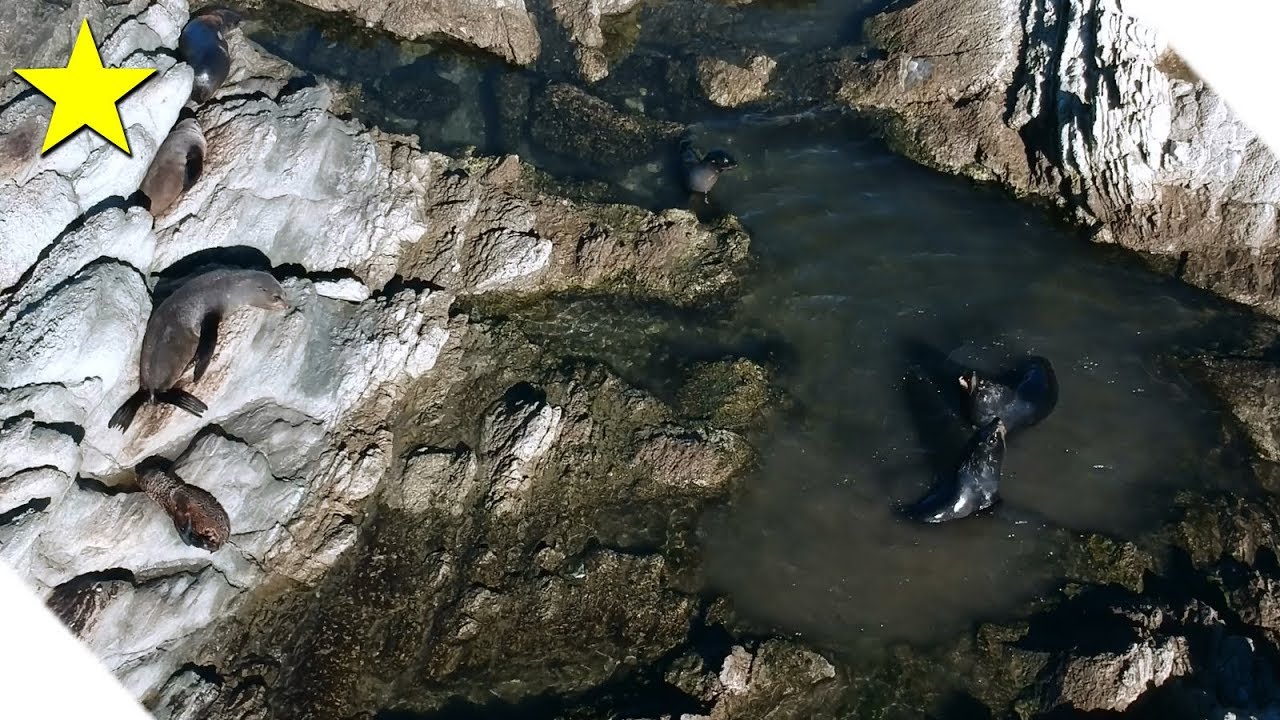 INCREDIBLE Seal colony drone video ★ Kaikoura New Zealand [4k]