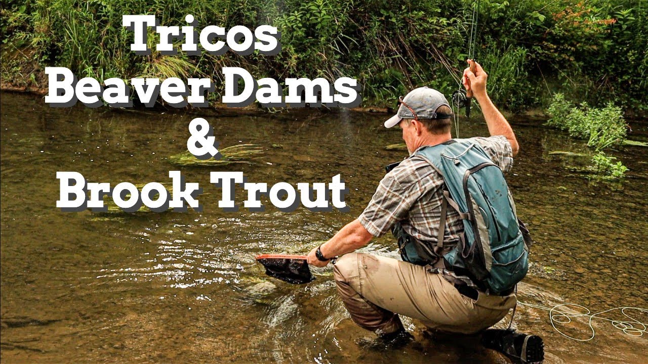 Fly Fishing for Wild Brook Trout During the Trico Hatch - Central, NY