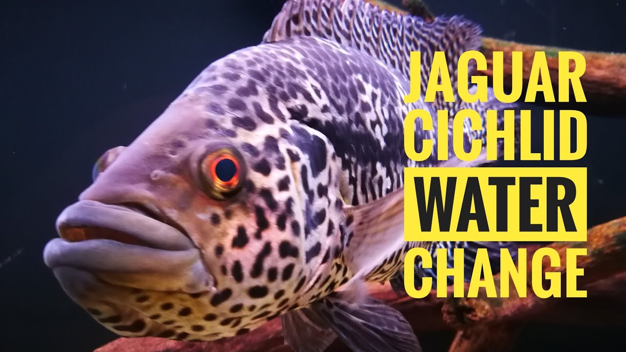 Jaguar cichlid aggressive during water change