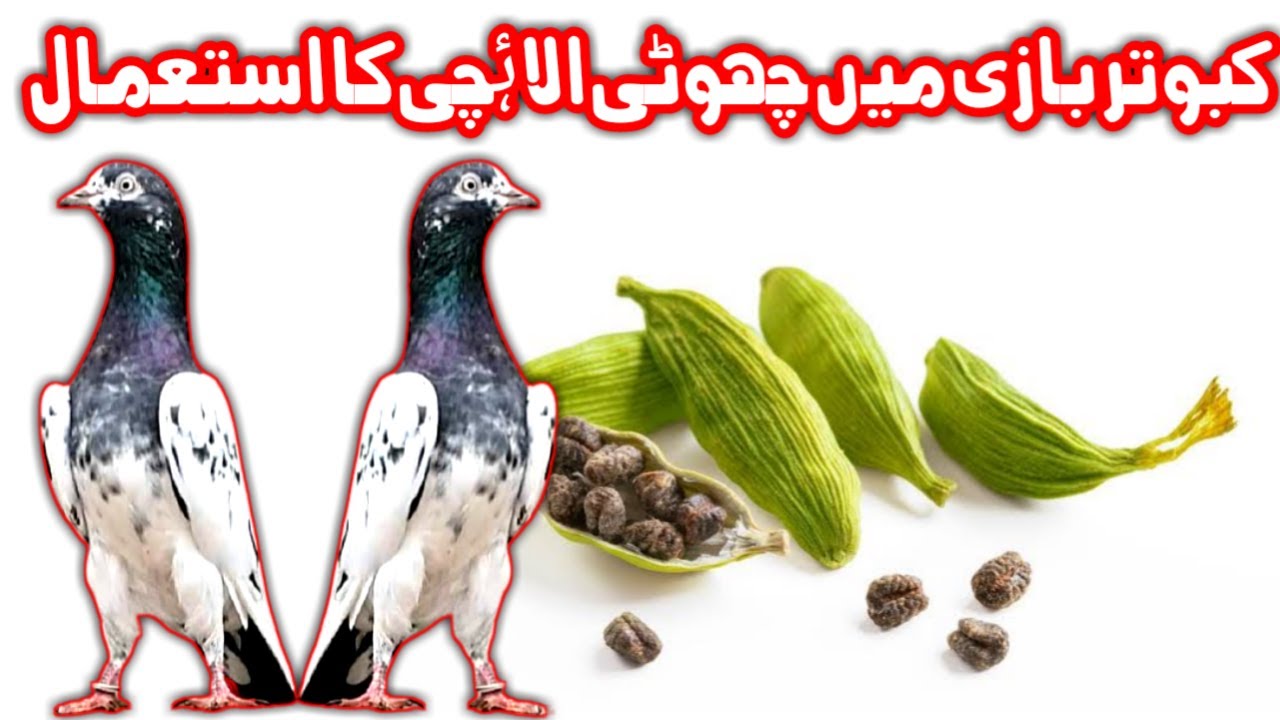 Benefits Cardamom For Pigeon Kabootar Bazi Mein Choti  Elaichi  istamaal (urdu/hindi)