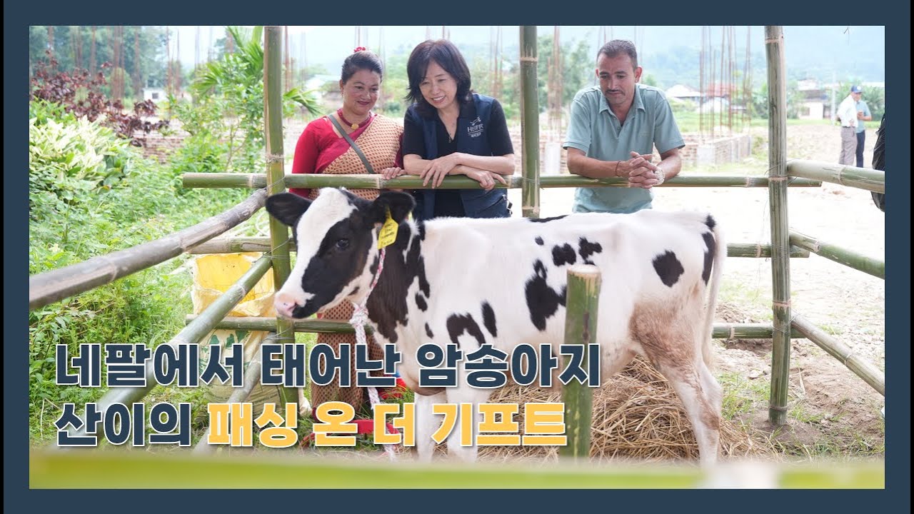 네팔에서 태어난 암송아지 '산이'의 패싱 온 더 기프트(Passing on the GiftⓇ)🎁