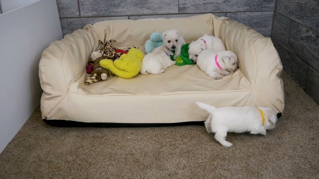 Bella Group 01 03 26