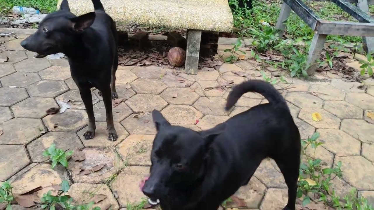 Dogs love sharing food#dog #food #animals #pets #dogvideos #foryou #viralvideo 