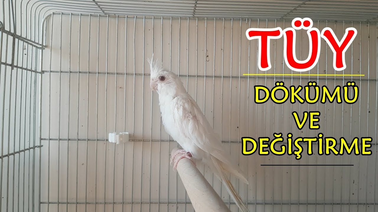Kuşlarda Tüy Değişimi - Cockatiel Bird Molting