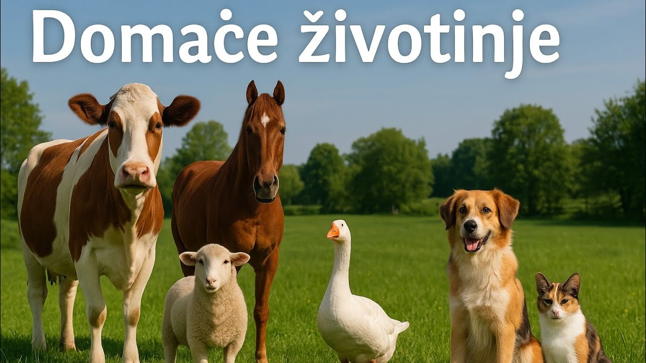 DOMAĆE ŽIVOTINJE - Video za opu&scaron;tanje (Full HD) #DomaćeŽivotinje