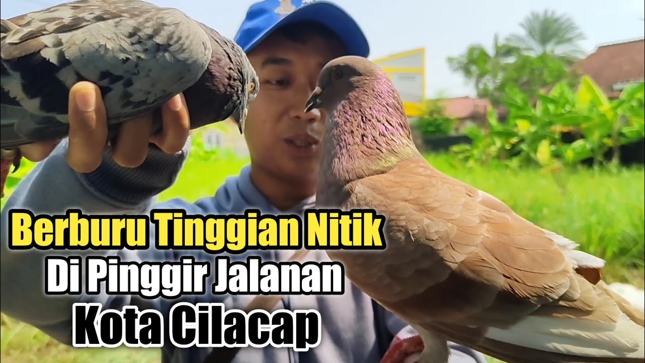 Blusukan Cari Merpati Tinggian Nitik Di Kota Cilacap‼️