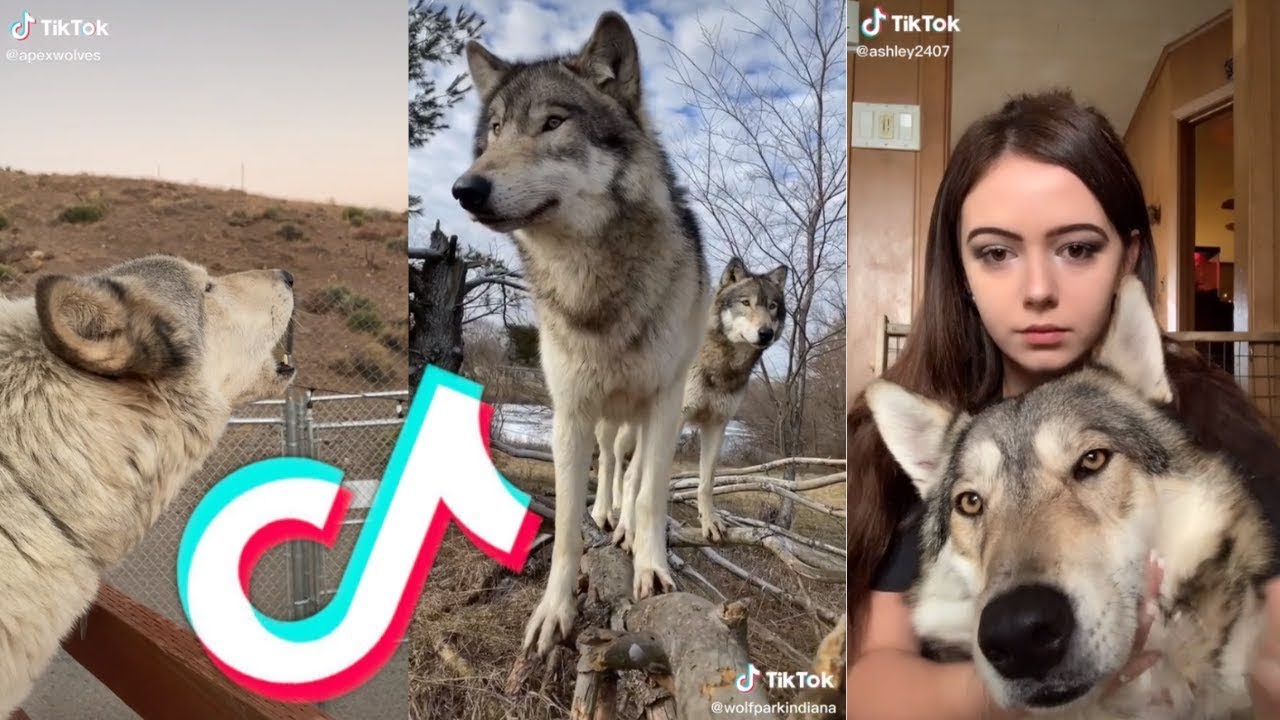Wolf Side Of TikTok | 2