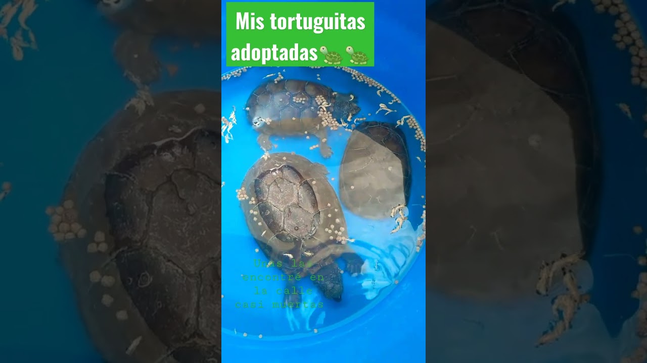 Mis tortus adoptadas🐢🐢💚