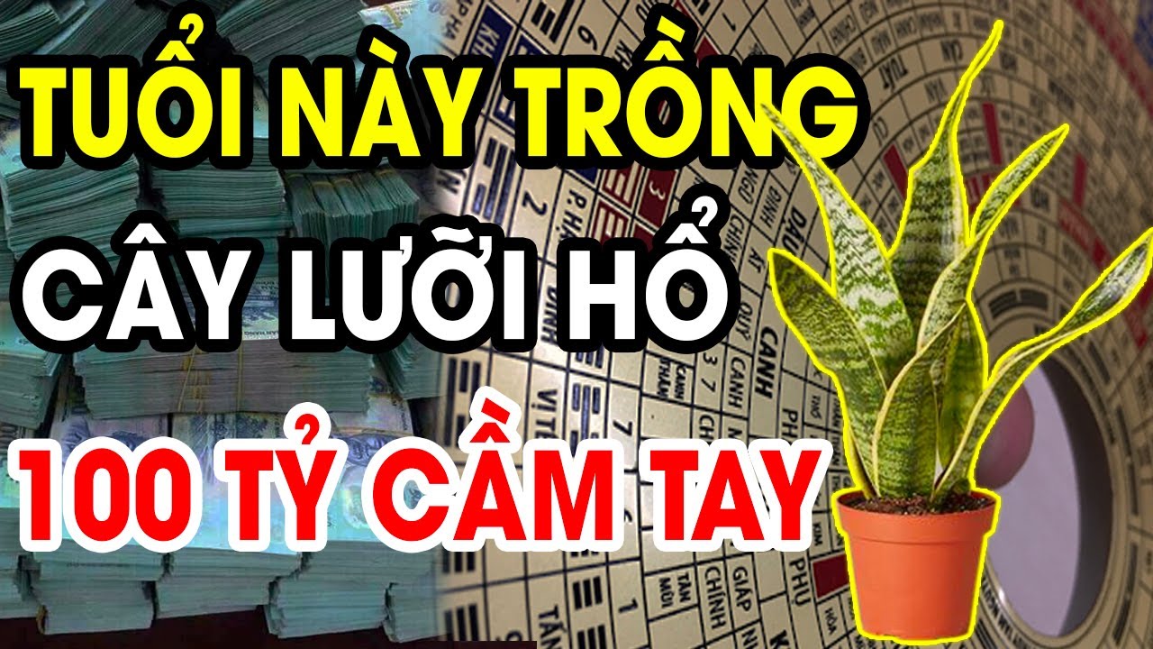Cây Lưỡi Hổ Sẽ HÚT TIỀN BẠC ẦM ẦM, Giàu Sang Chạm Nóc, Nếu Rơi Vào Tay Con Giáp Này