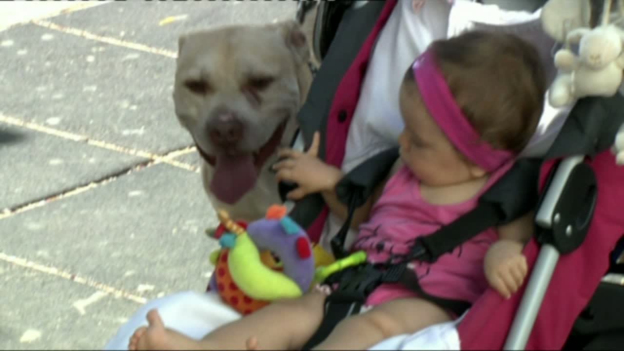 Tener un pit bull y un bebé en casa