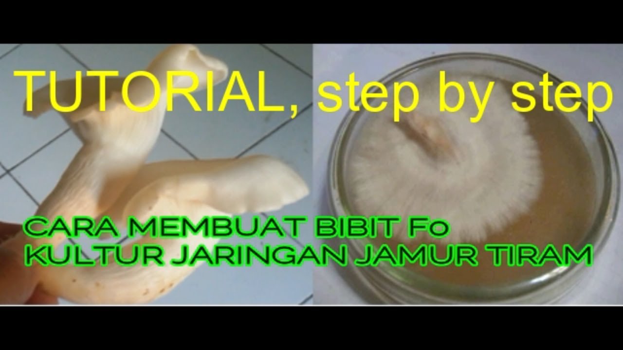 Tutorial Cara Pembuatan Bibit F0 Jamur Tiram