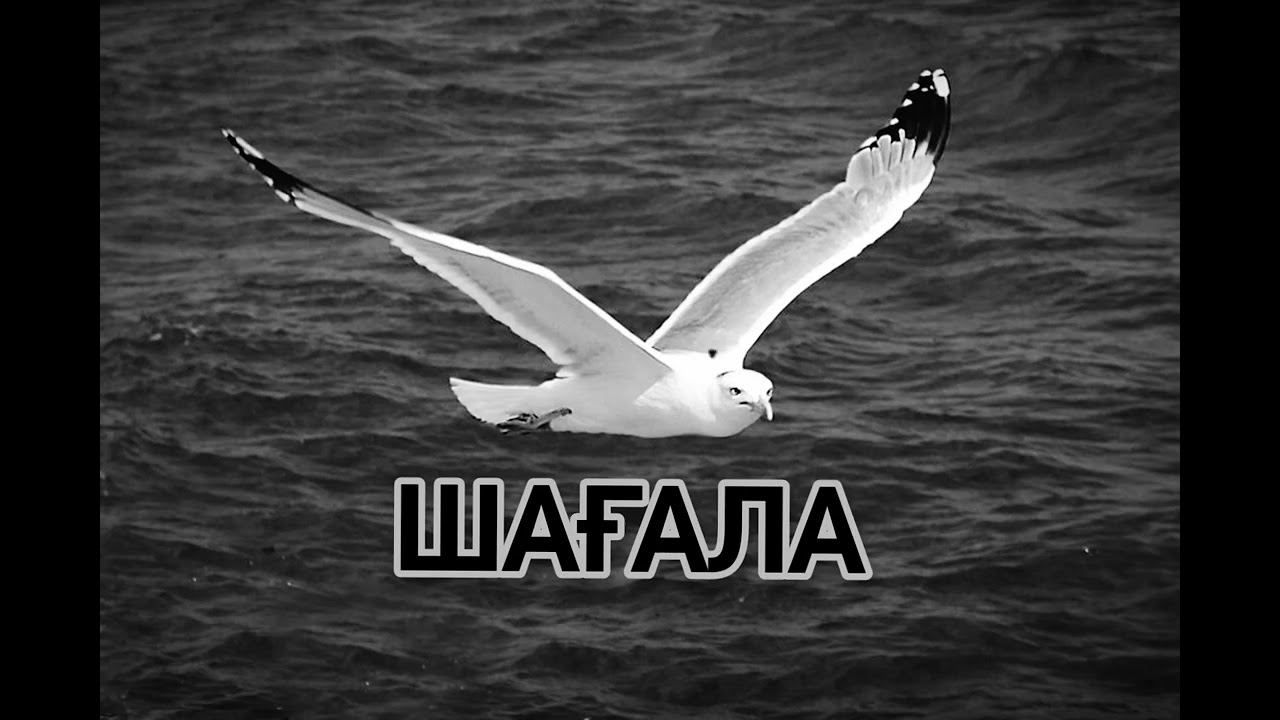 Шағала | ЖАҢА КАВЕР | жана нұсқада ән | Ai Әнші