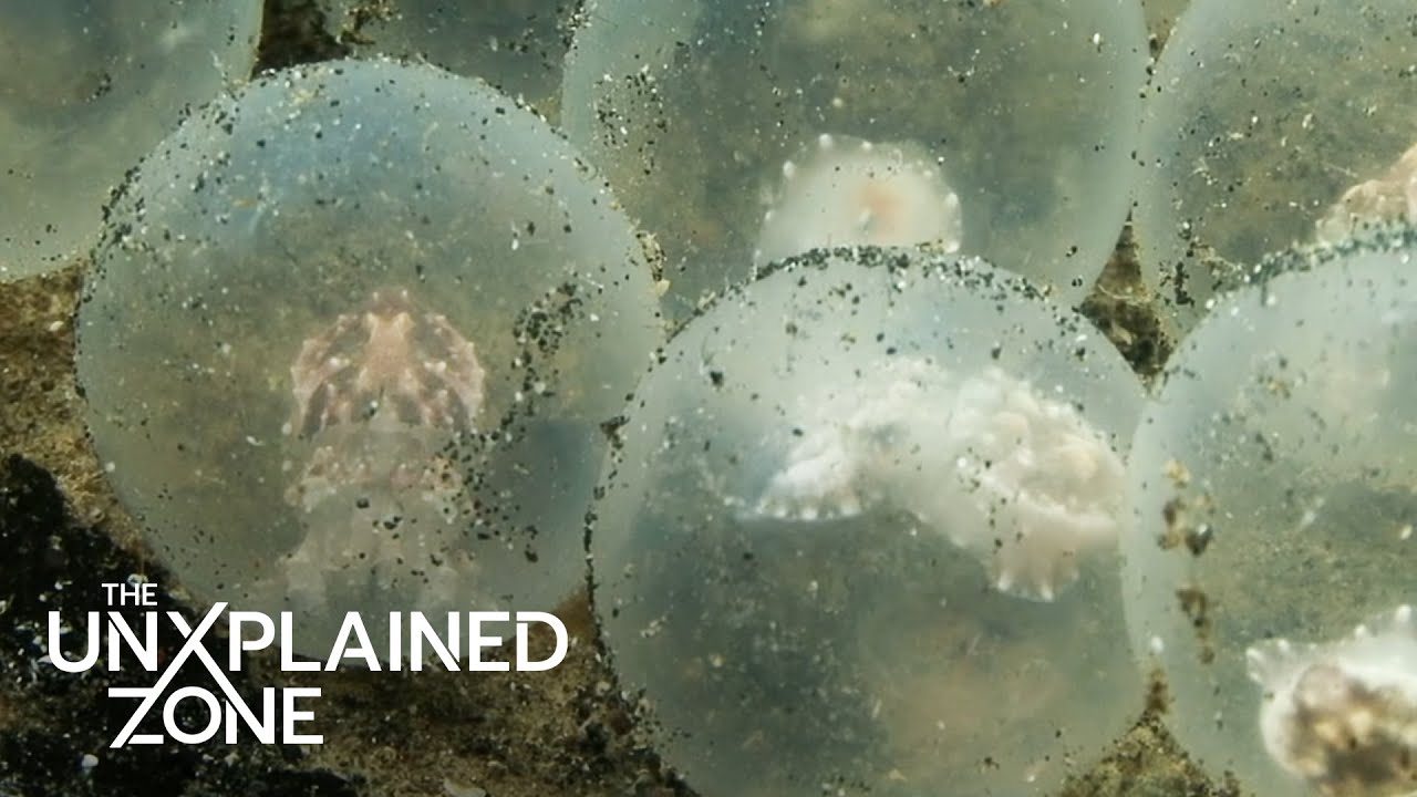 STRANGE Alien Egg Discovered in Alaska | The Proof Is Out There | The UnXplained Zone