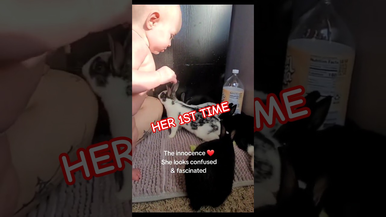 Baby girl's first time seeing the babies, she was so confused & amazed. precious moments 
