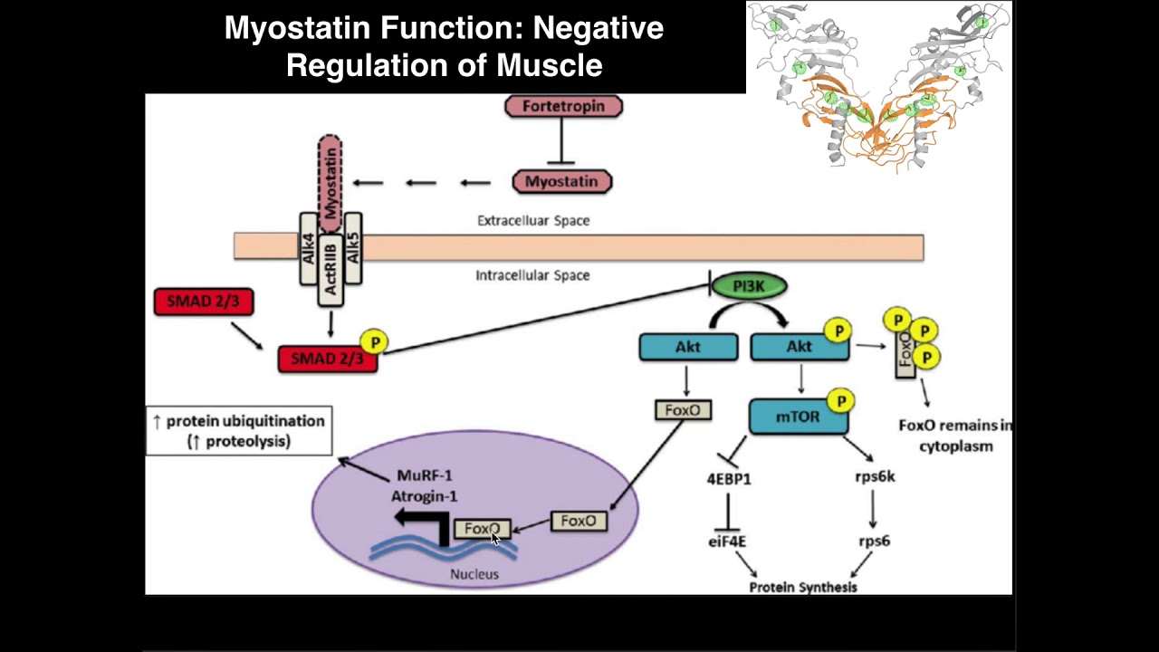 Myostatin | Negative Regulation of Skeletal Muscle Growth