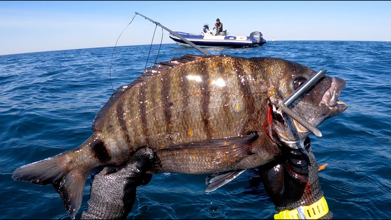 Les sars en Bretagne   Chasse sous marine 2023