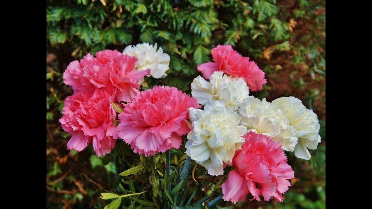 Most Stunningly Beautiful Carnation Flowers
