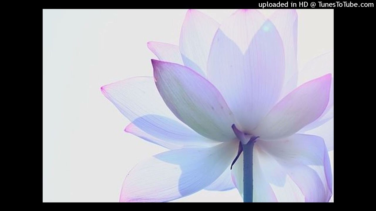 Prettifun x Ginseng x Misogi Type Beat