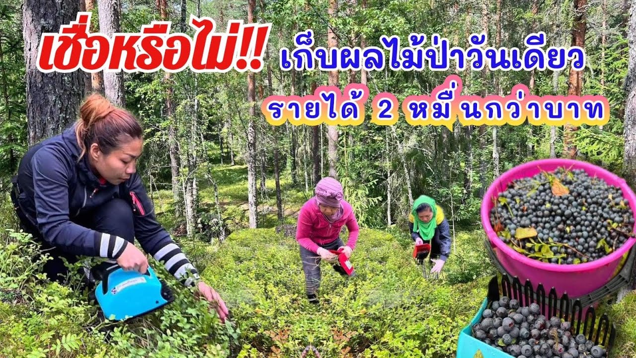 เก็บบูลเบอร์รี่ ผลไม้ป่า เกิดขึ้นเองตามธรรมชาติ วันเดียวทะลุ 2 หมื่นบาท 💪💶🫐🌿