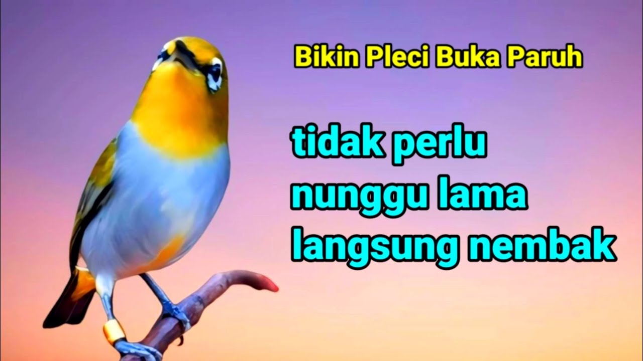 PLECI GACOR suara Ngalas! BURUNG PLECI Mriwik Gacor merangsang PLECI BAHAN ikut mriwik sampai BUKPAR