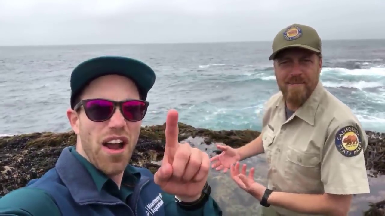 It’s a tide pool adventure at Point Lobos State Natural Reserve!