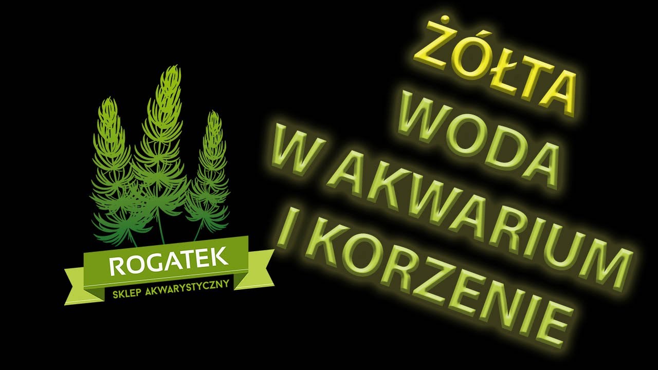#19 Żółta woda w akwarium, korzenie - jak sobie z tym poradzić?