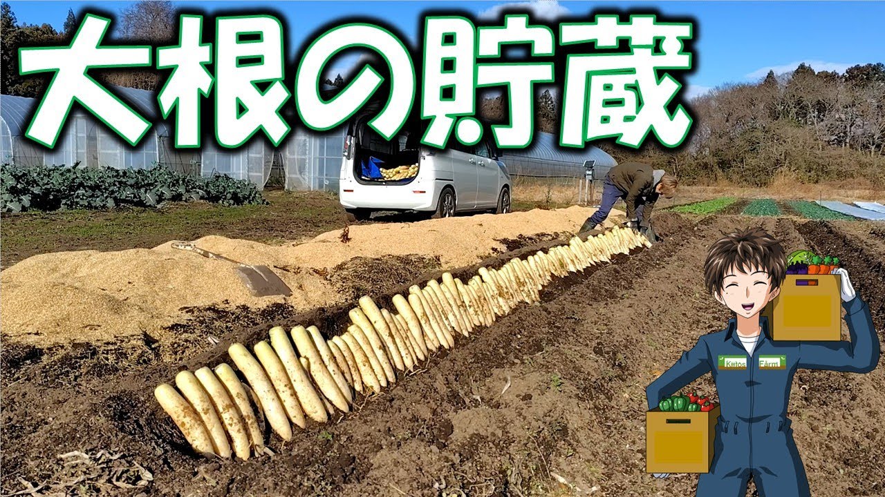 【大根の貯蔵】今年も3月まで出荷できるように埋めます。