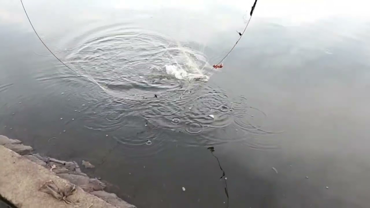 Tak seterusnya jaring hula hula itu gacor #tilapia #fising
